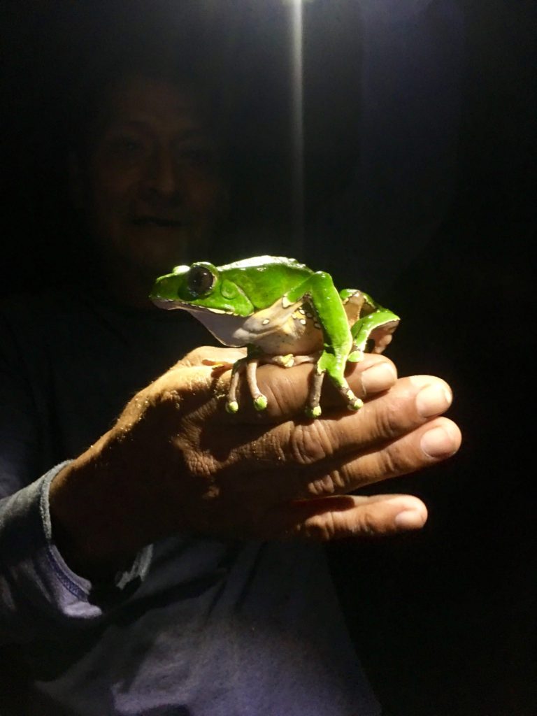 amazon frog peru