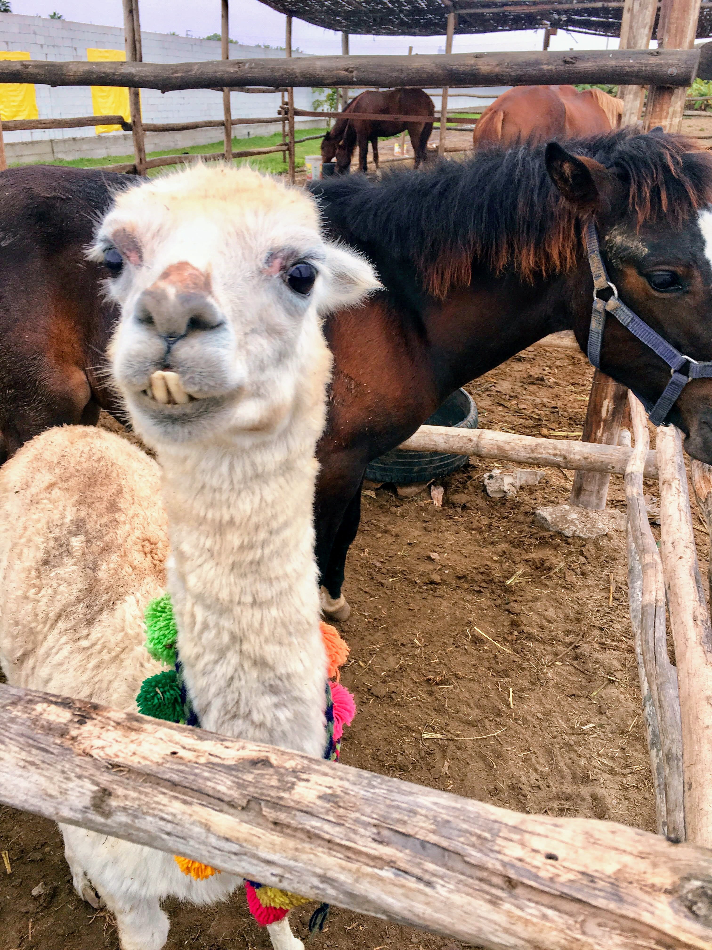 lama and horse