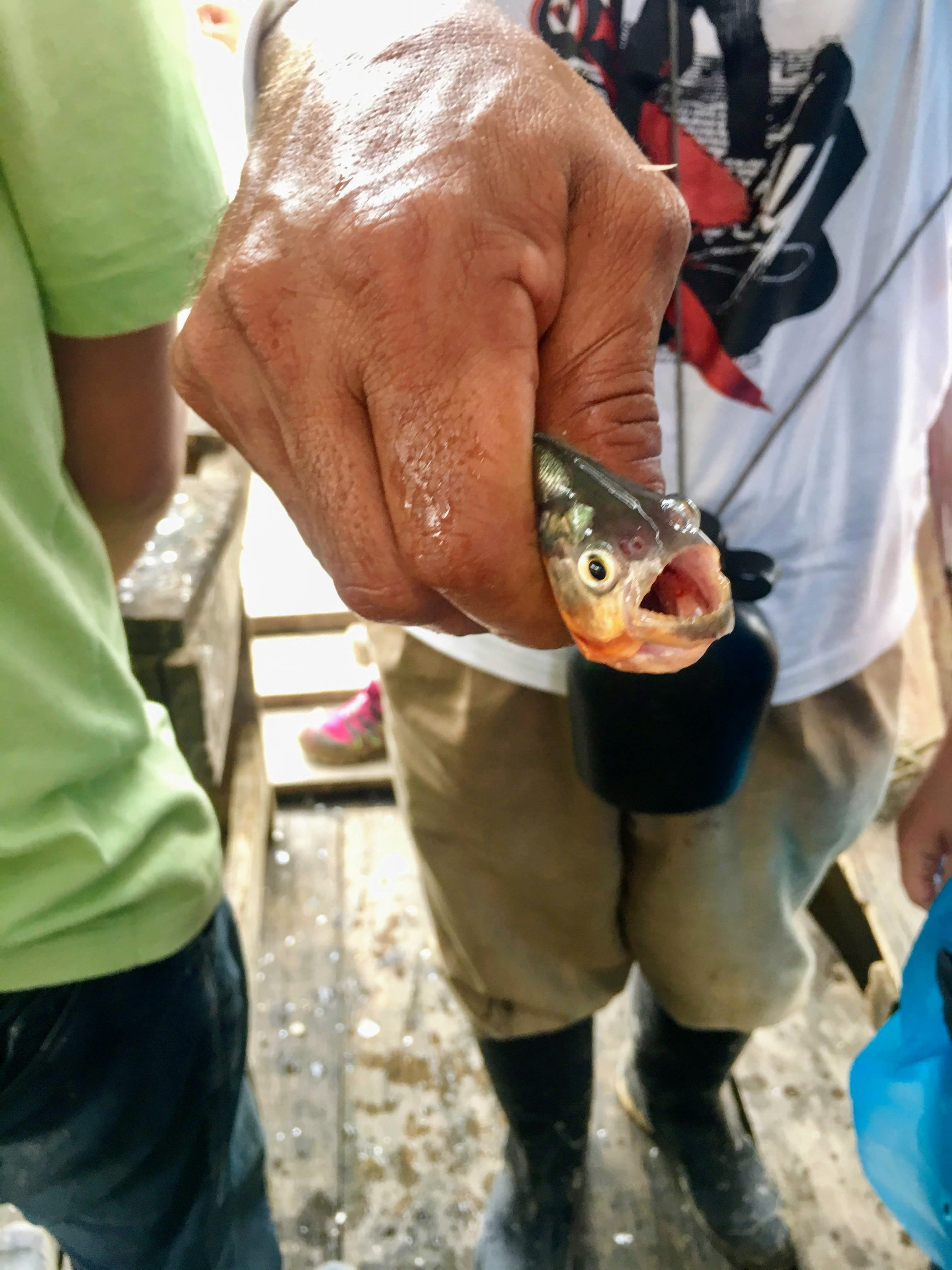 Piranha fishing