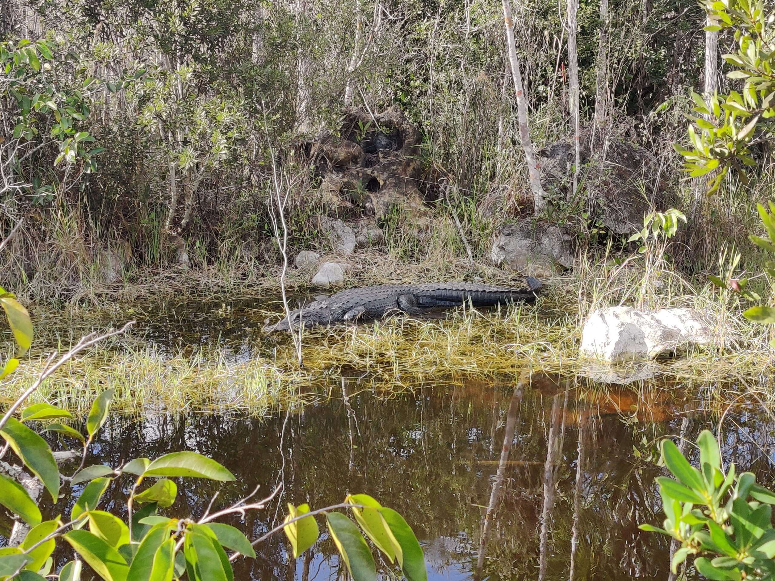 Alligator on the Florida Trail