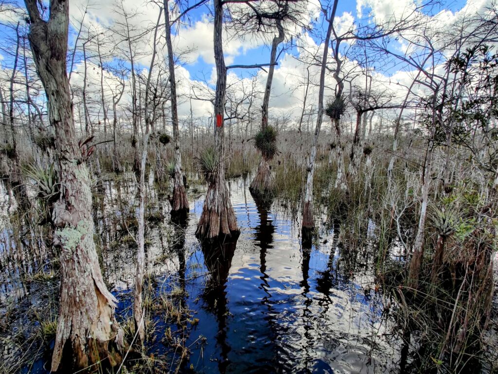 Big Cypress Florida Trail