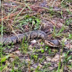 Florida Trail Water Moccasin Snake